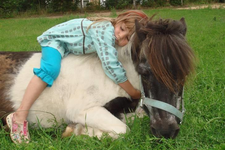 Shetlænder Plet - Plet igen billede 7