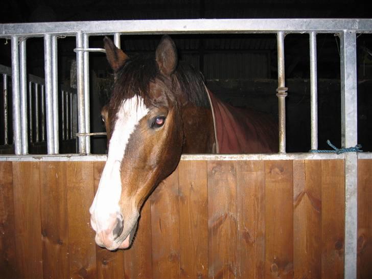 Hannoveraner schang RIP  billede 6