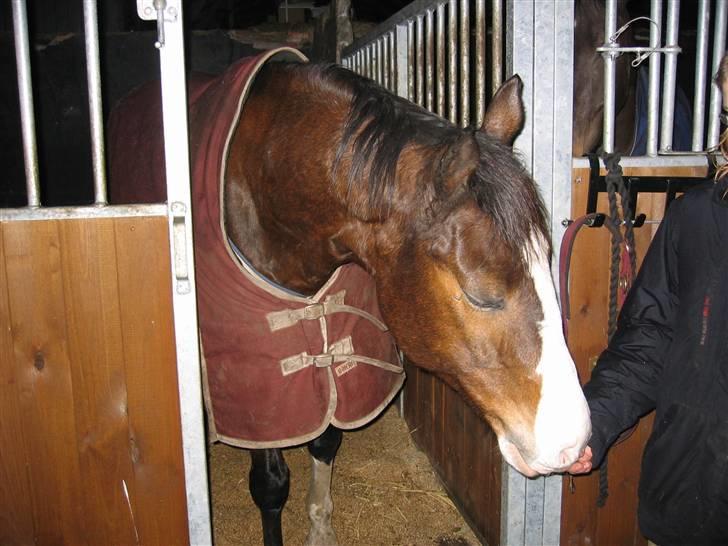 Hannoveraner schang RIP  billede 7