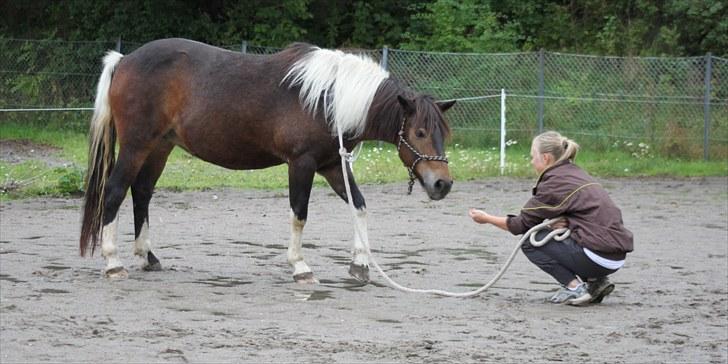 Anden særlig race Tamara † -Guardian Angel- - Hun er blevet en lille social gumle-pony!<33 billede 10