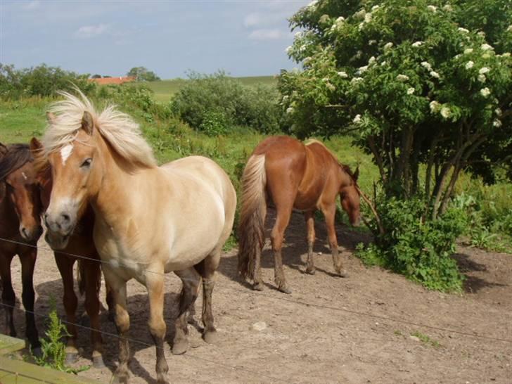 Islænder Thor fra Fagereng - Det her er kelig så jeg står bage og glor. (Thor) billede 1