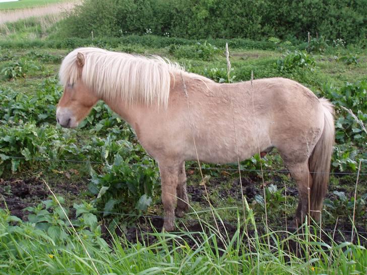 Islænder Thor fra Fagereng - Kik den anden vej jeg står og tisser. (Thor) billede 2