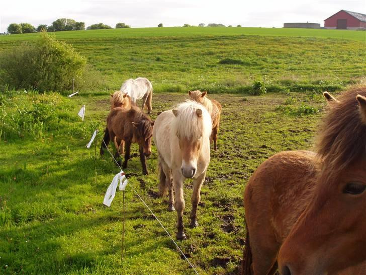 Islænder Thor fra Fagereng - Skal vi gå mere?? (det er Thor en lysse hest) billede 3
