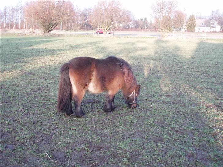 Shetlænder -  † Pælle † - .Savnet & Elsket <3 billede 2