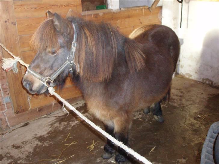 Shetlænder -  † Pælle † - .Kort inden vi mistede dem :´( billede 3