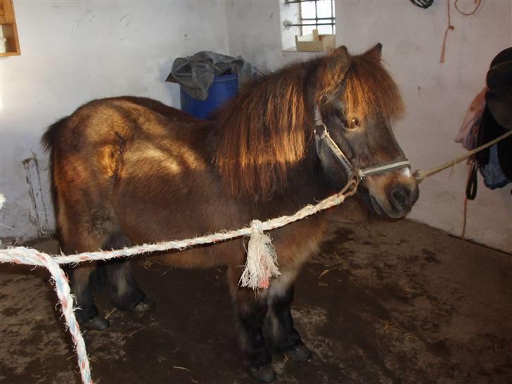 Shetlænder -  † Pælle † - ..Kort inden vi mistede dem :´( .  billede 4