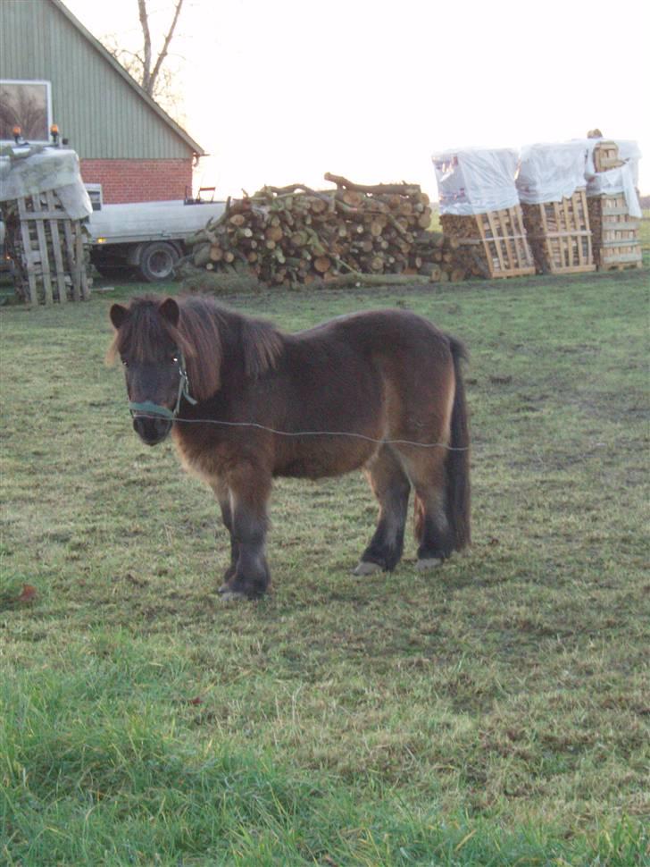 Shetlænder -  † Pælle † - ´ Lille ælstdyr , som vi kaldte ham :´)  billede 5