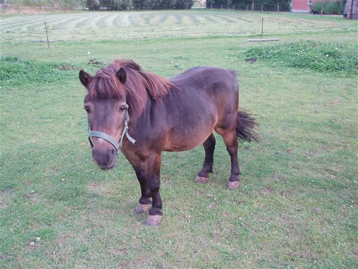 Shetlænder -  † Pælle † - ´ Pælle´skat i sommers , i august :) billede 6
