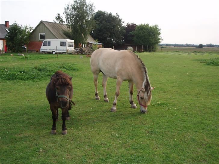 Shetlænder -  † Pælle † - ´ Bedste venner , rest in peace , forever love <3 billede 7