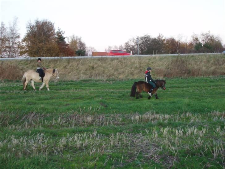 Shetlænder -  † Pælle † - :. Mig og sofie på tur på marken .: billede 8