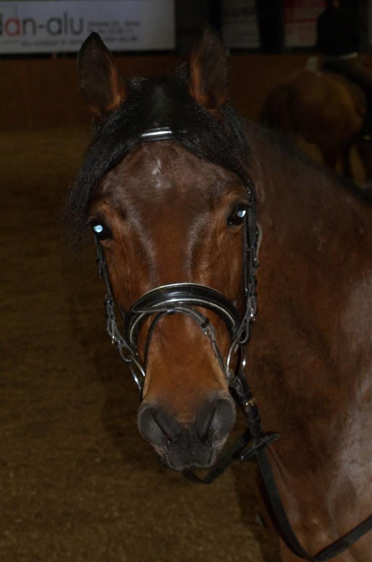 Anden særlig race Lucky billede 3