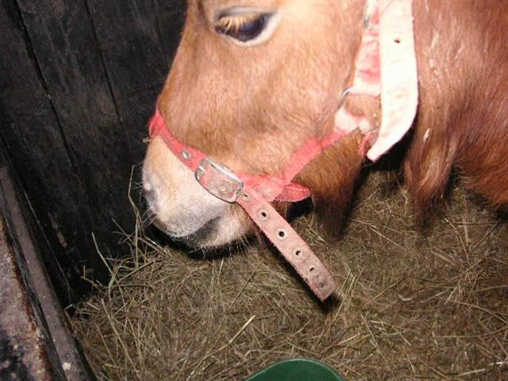 Shetlænder Cirkeline (: - Solgt - aah Jeg er træt mor. foto: Ditte billede 1