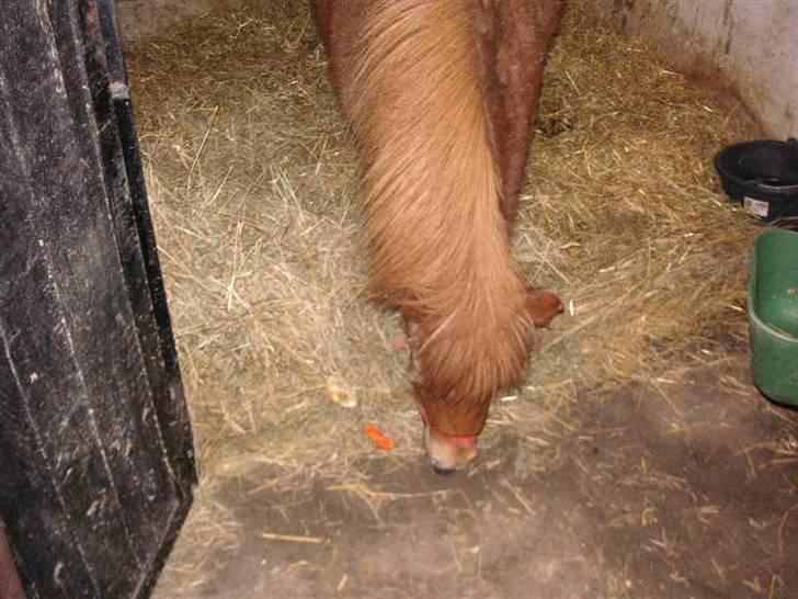 Shetlænder Cirkeline (: - Solgt - Jeg spiser. foto: Ditte billede 2