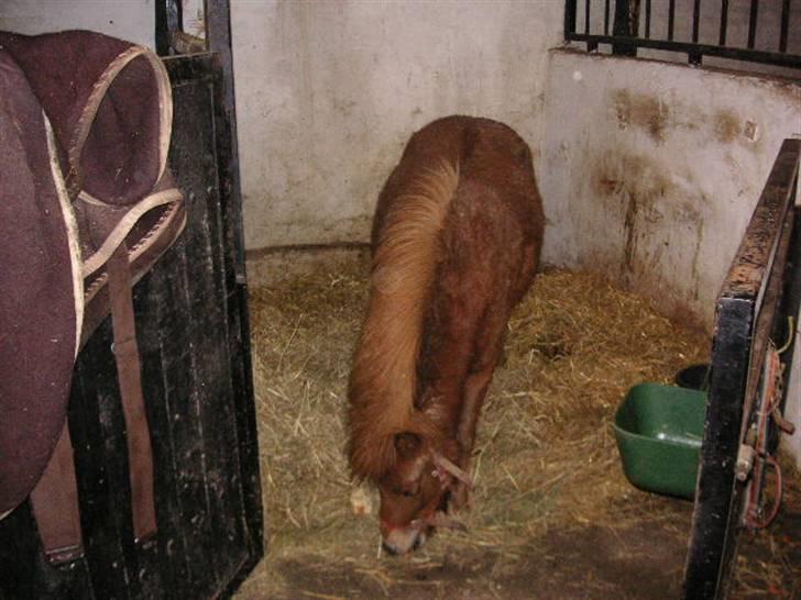 Shetlænder Cirkeline (: - Solgt - Gå jeg vil spise selv.  foto: Ditte billede 3