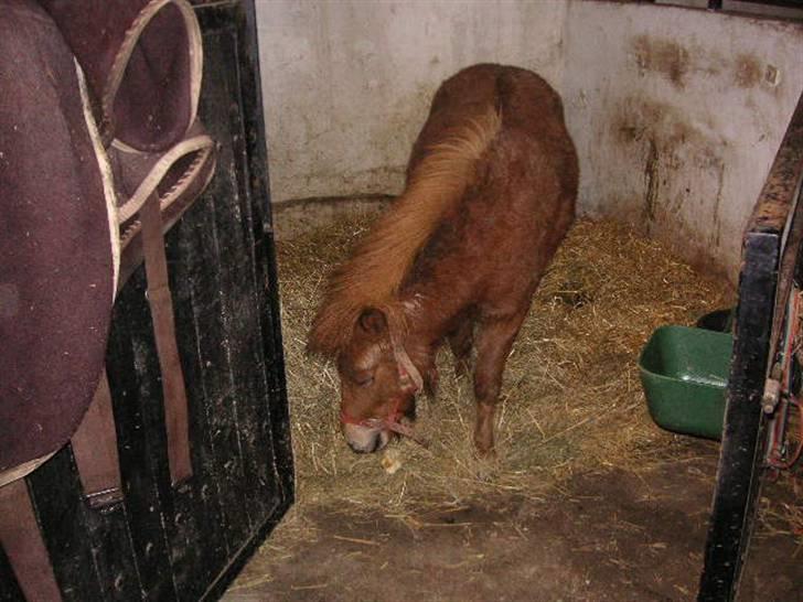 Shetlænder Cirkeline (: - Solgt - Gå nuuuuu!!!!!!!!!!!! foto: Ditte billede 4