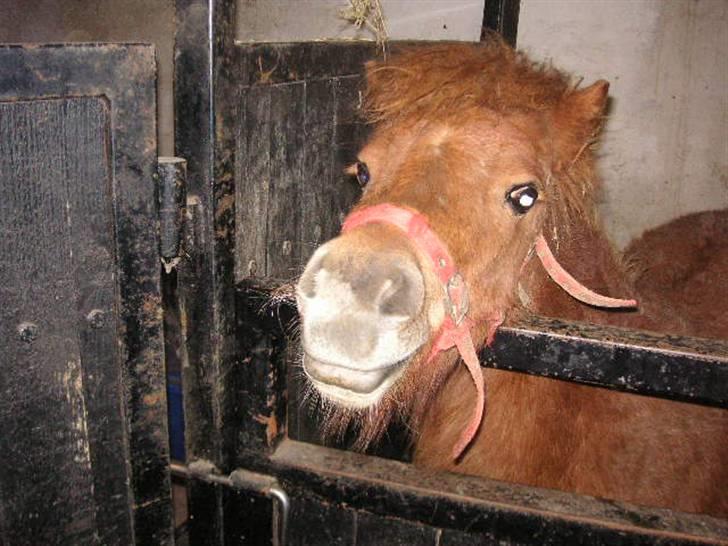 Shetlænder Cirkeline (: - Solgt - Heeeeeiiiij. foto: Ditte billede 5