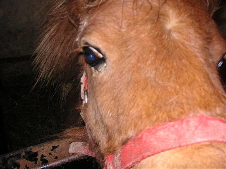 Shetlænder Cirkeline (: - Solgt - Må jeg se. foto: Ditte billede 6