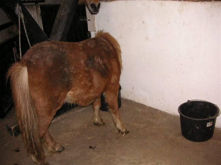Shetlænder Cirkeline (: - Solgt - Gå jeg spiser slobber. foto: Ditte billede 7