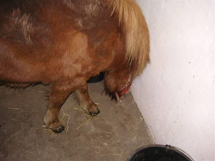 Shetlænder Cirkeline (: - Solgt - AAHH slobber. Foto: Ditte billede 8