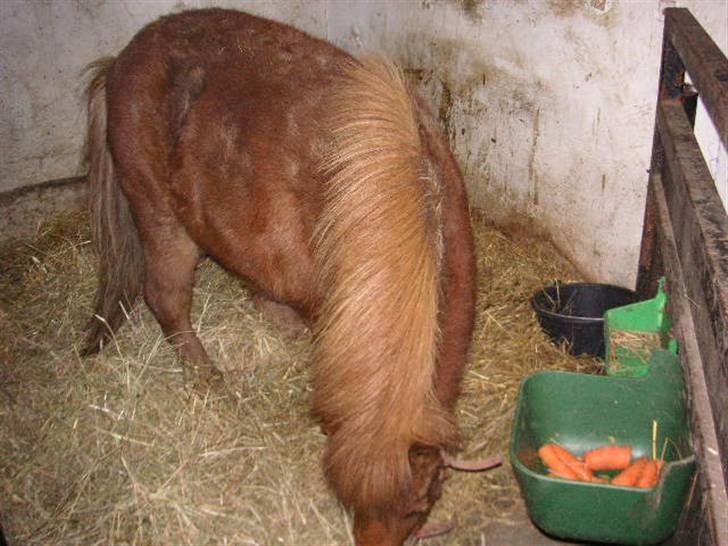 Shetlænder Cirkeline (: - Solgt - Jeg spiser min lækre hø.  Foto: Ditte billede 9