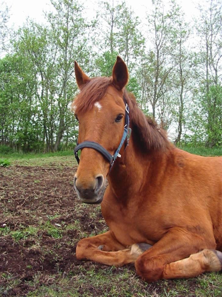 Anden særlig race Grønvangs Quinzy [R.I.P] - 2. Quinzy "sover" :D (Taget af: mig) billede 29