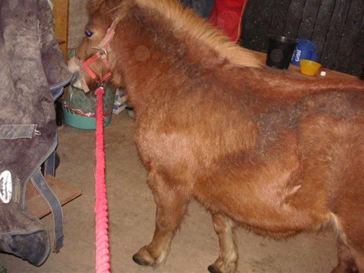 Shetlænder Cirkeline (: - Solgt - Heey jeg vil den her vej. Foto: Ditte billede 10