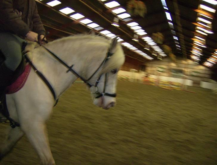 Welsh Pony (sec B) Rosengårdens Nakuma*solgt - Varmer op for vi skal ud og springe :)  billede 11