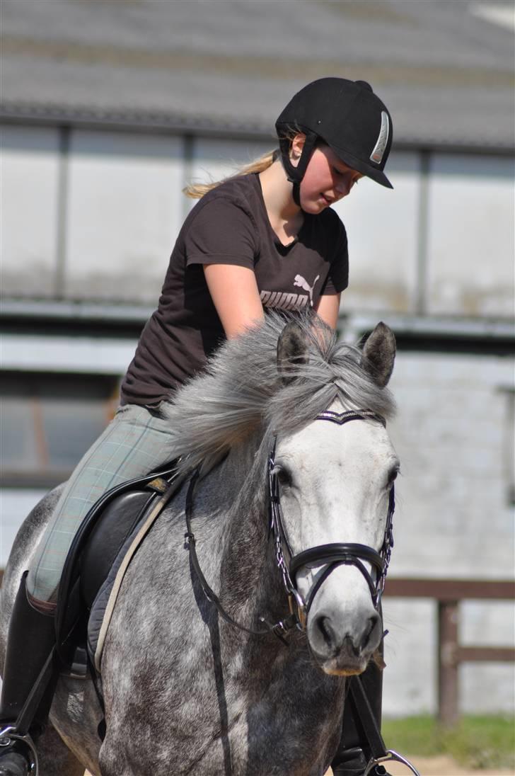Irsk Sportspony Twister R.I.P - Fordi du er den bedste <3 Foto: Line Hald billede 18