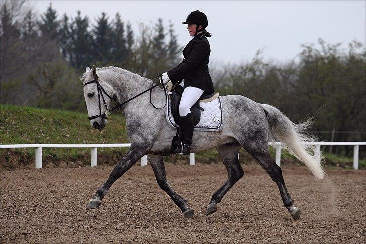 Irsk Sportspony Twister R.I.P - <3 billede 19