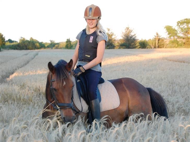 Welsh Cob (sec D) Jumper. - i kornmark <3 thihi billede 19