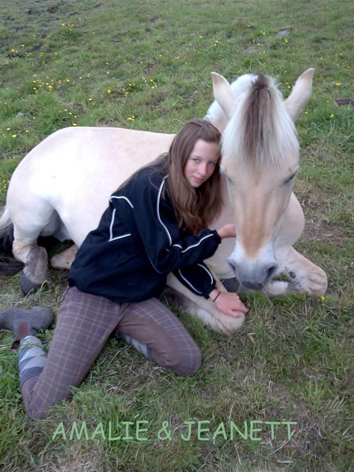 Fjordhest Jeanett Lundgård SOLGT - sommerfold 08 billede 8