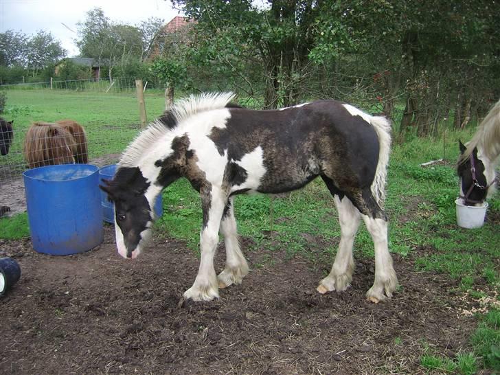 Tinker Engmann´s Chanti Chanel billede 16