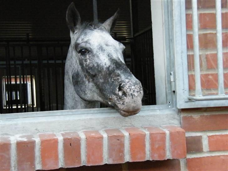 Appaloosa He is My Happiness(Happy) - Happy kigger ud af sit vindue :b - d. 24. juli 2009  billede 3