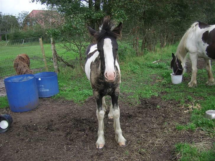 Tinker Engmann´s Chanti Chanel billede 17