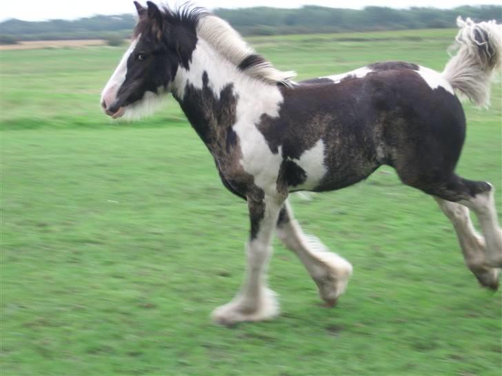 Tinker Engmann´s Chanti Chanel billede 18