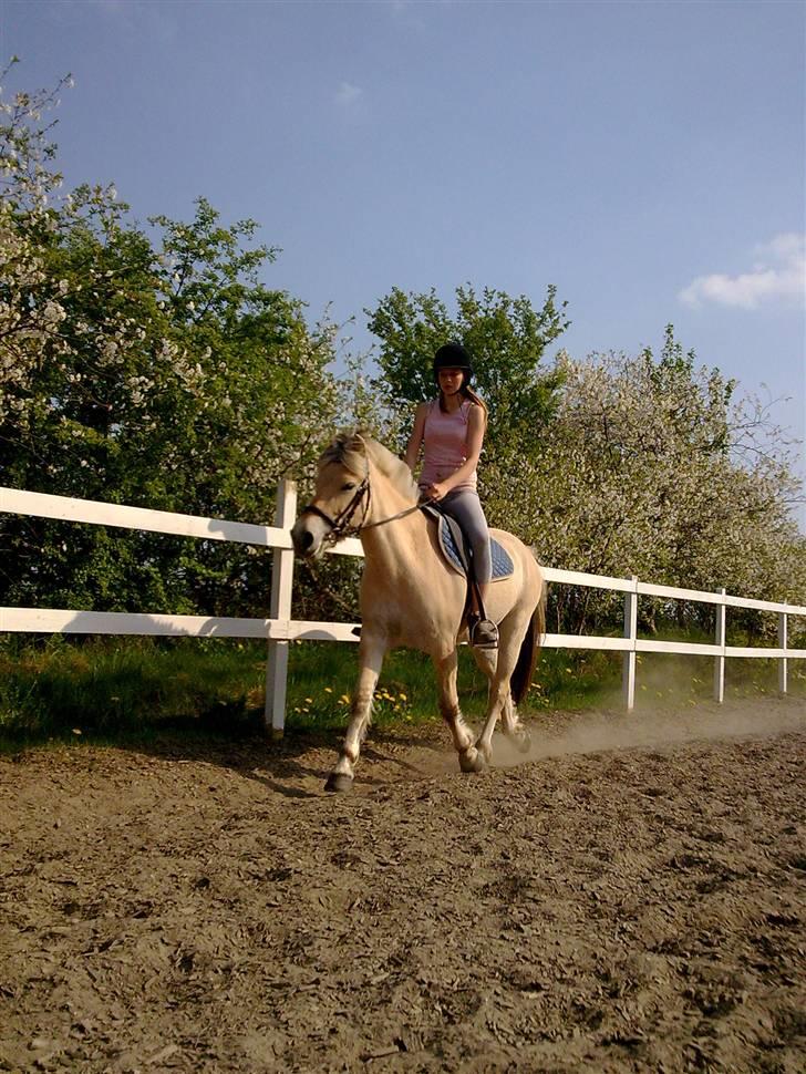 Fjordhest Jeanett Lundgård SOLGT - dressur - maj 09 billede 9