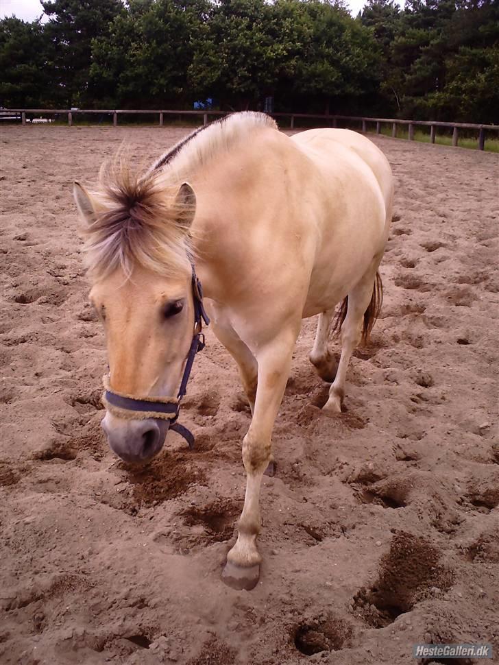 Fjordhest Jeanett Lundgård SOLGT - sandfold - ridelejr 08 billede 10