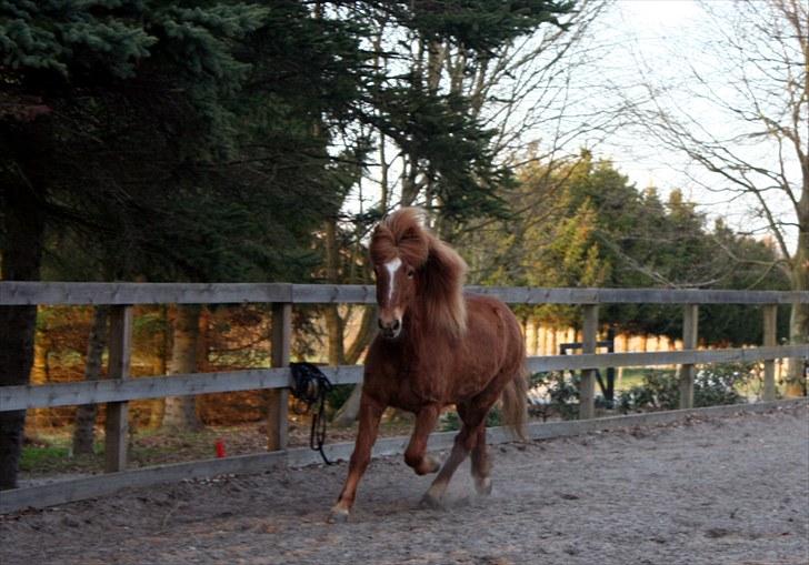 Islænder  Perla frá Úlfsstödum - RIP - Mit liv, mit lys mit alting! <3 billede 14
