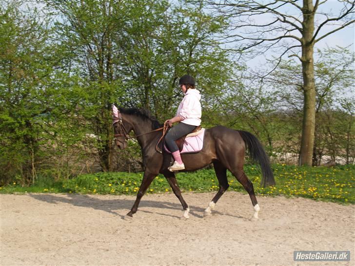 Anden særlig race Sonda Ferry - Fotograf: Anders billede 2