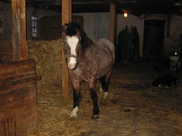 Anden særlig race Dolly - nyt hjemme fra. d.1/3-08 var jeg igen hjemme og kæle med den ældre dame. billede 6