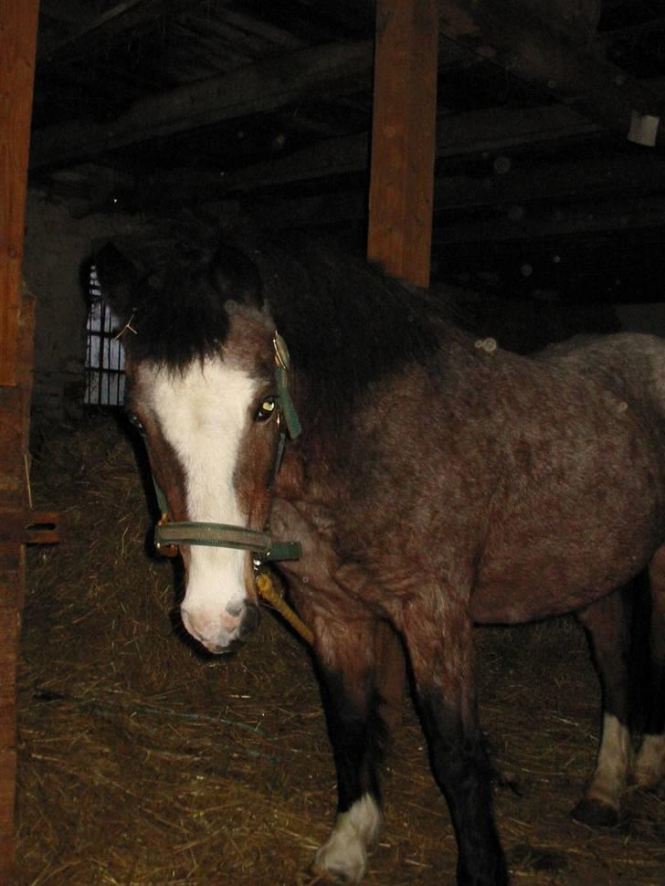 Anden særlig race Dolly - Hun ved jeg har godbider i min lomme billede 7