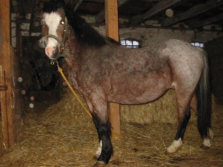 Anden særlig race Dolly - Nu er hun ved at blive utålmodig over at jeg bare tager billeder og ikke giver hende nogle godbider billede 8