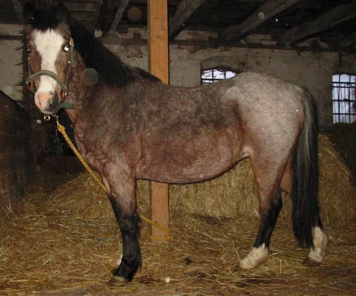 Anden særlig race Dolly - Hun vil have flere godbider billede 9