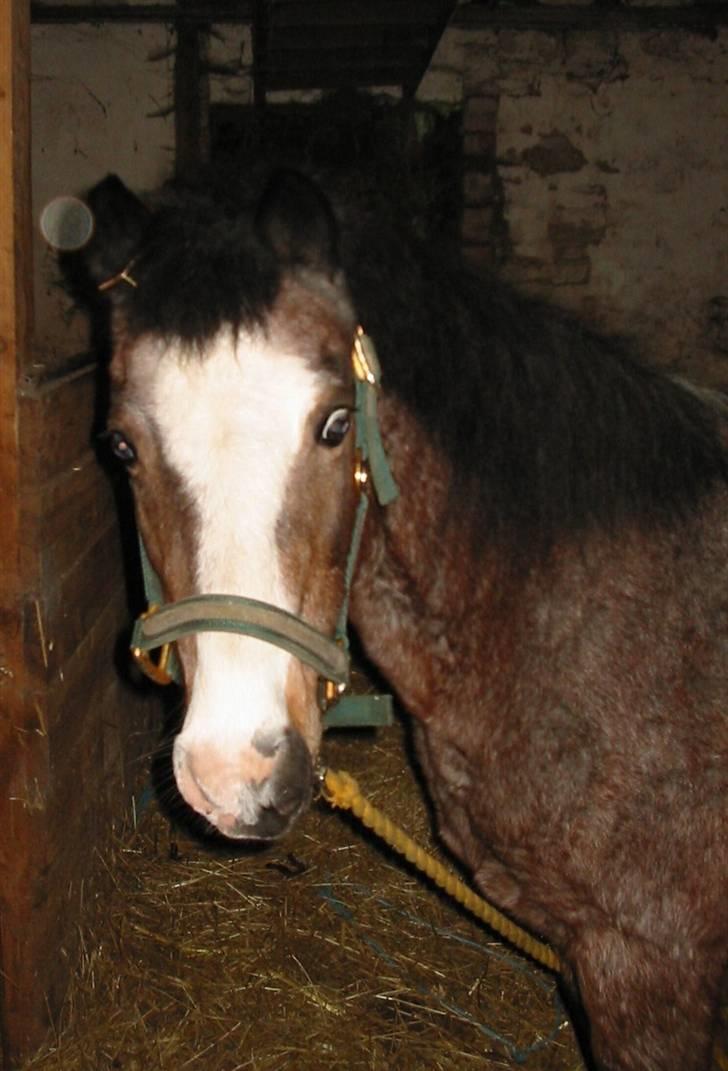 Anden særlig race Dolly - "Jeg ved du har flere" billede 10
