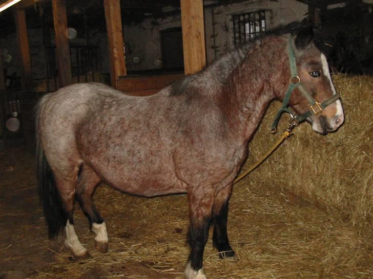 Anden særlig race Dolly - "Okay så står jeg pænt igen." billede 11