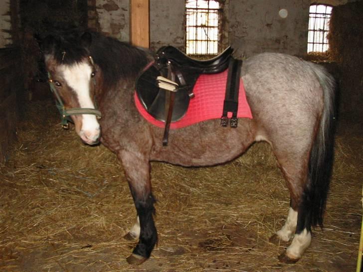 Anden særlig race Dolly - "Nu er jeg træt, vil gerne i min boks igen. Fik du nok billeder?" billede 15