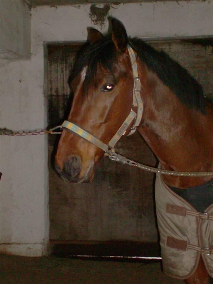 Traver Hanibal *Solgt* - Min banihal <3  billede 1