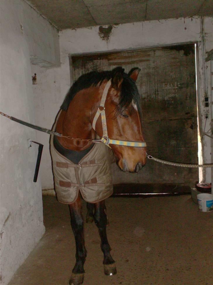 Traver Hanibal *Solgt* - Min banihal <3  billede 2