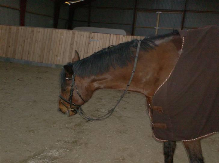 Traver Hanibal *Solgt* - Min banihal <3  billede 3