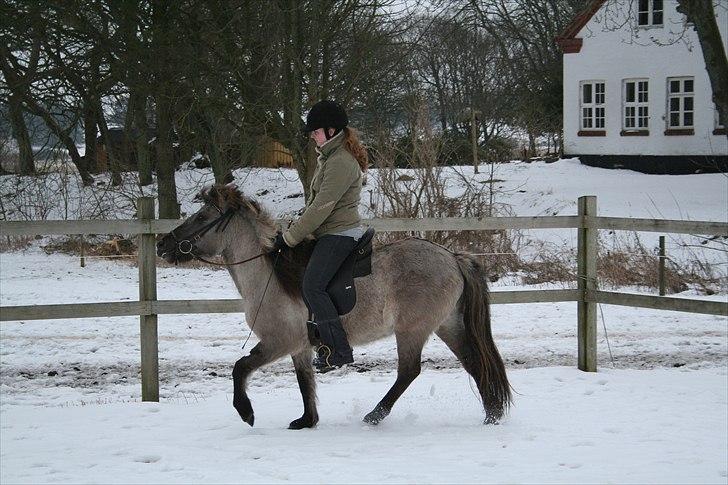 Islænder Litfrid fra Kjærsgård  - velkommen til min profil:)  billede 1